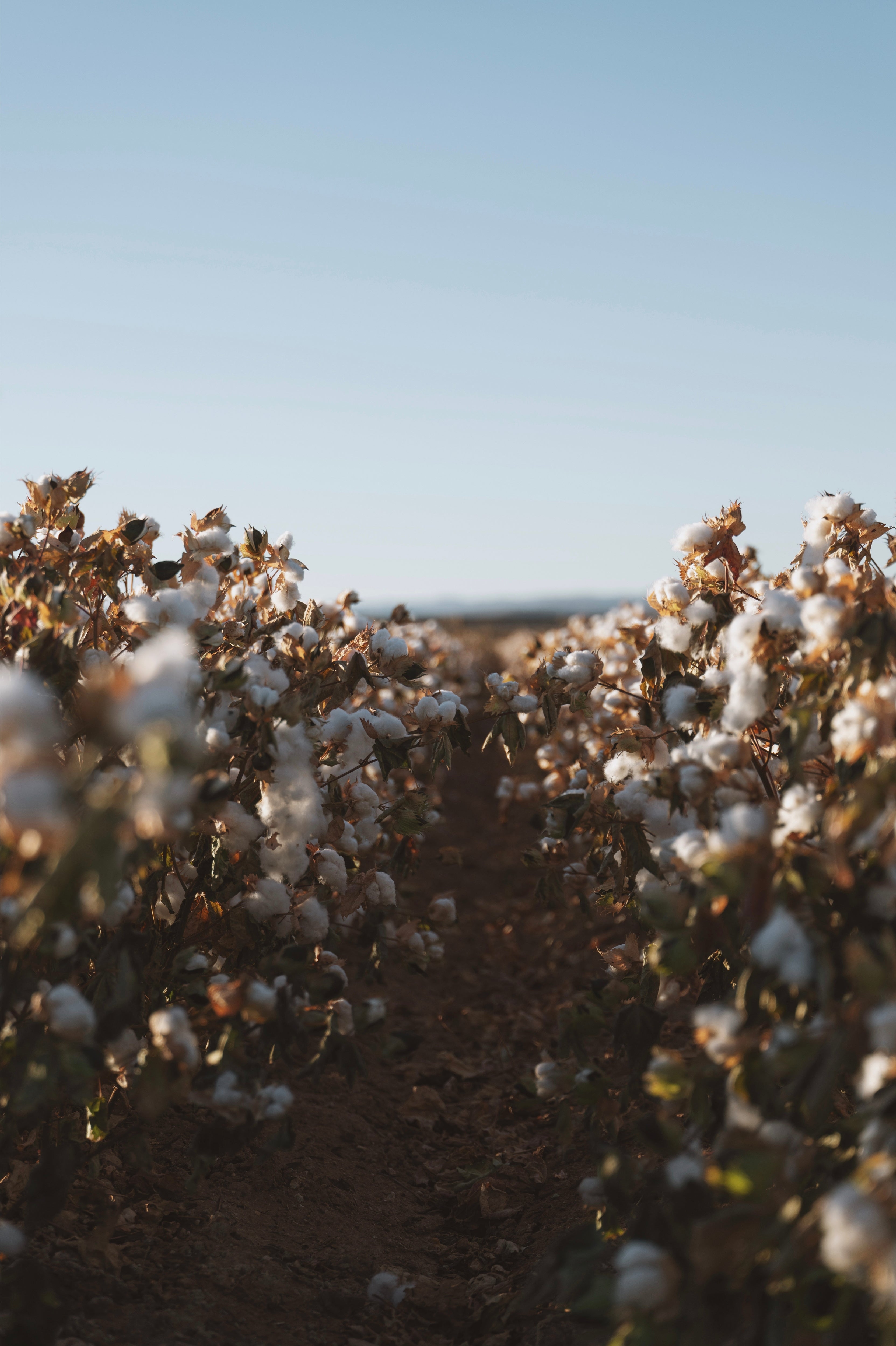 Cotton seeds are planted + regeneratively grown in NM