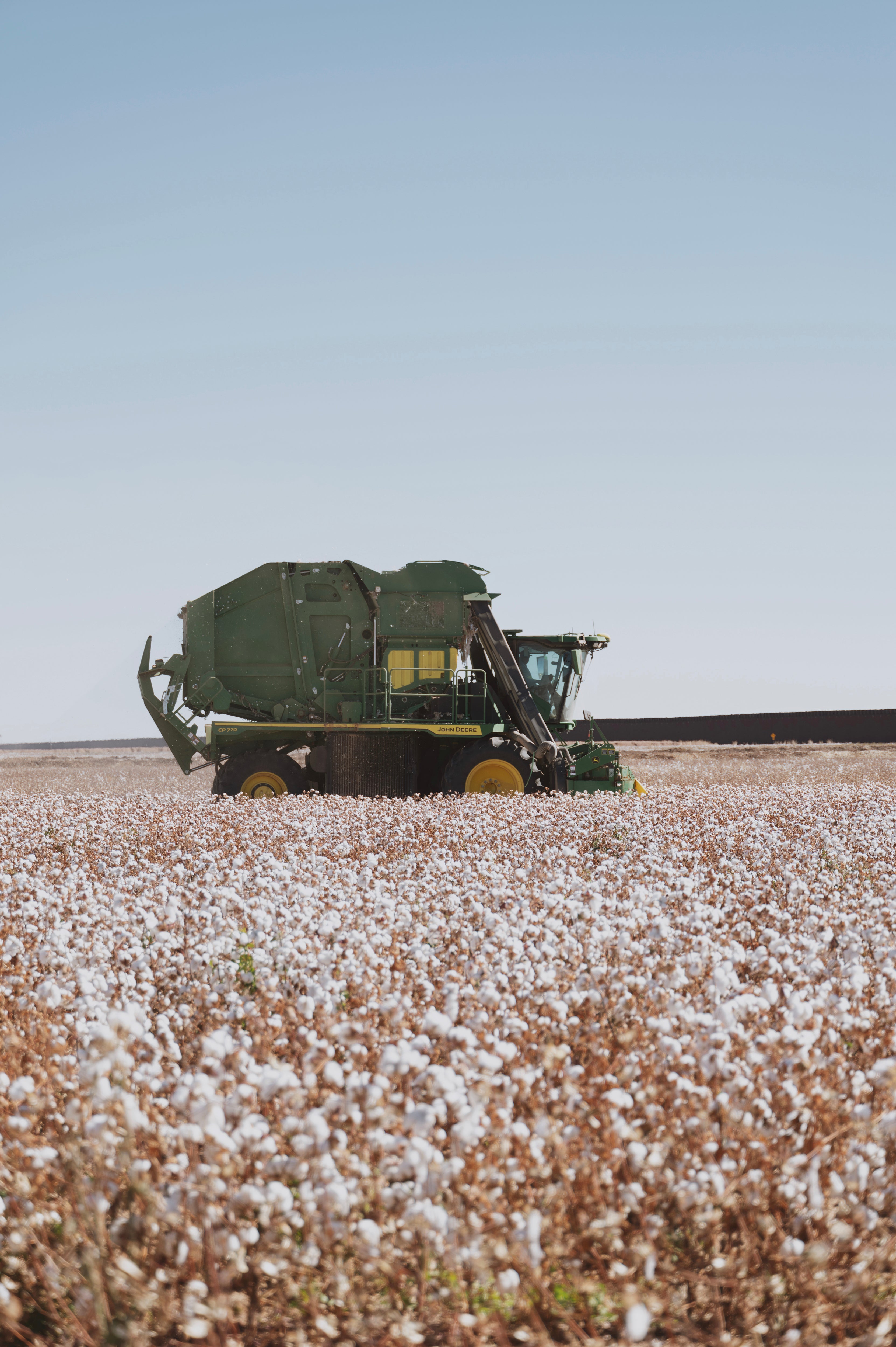 Cotton bolls are harvested and ginned in NM